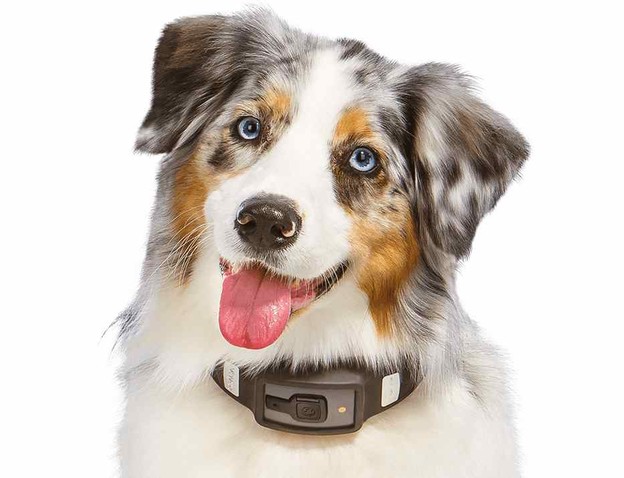 VIDEO: Pametna fitness ogrlica za pse