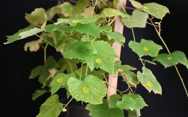 Biorazgradive čičak trake sa senzorima za lišće biljaka
