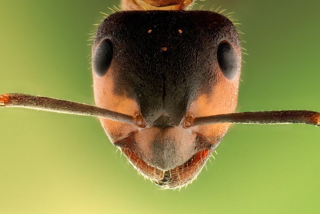 Mravi uspješni u detekciji kancerogenih stanica raka