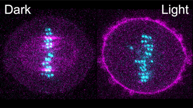 Ruđerovci svjetlošću upravljaju proteinima u živoj stanici