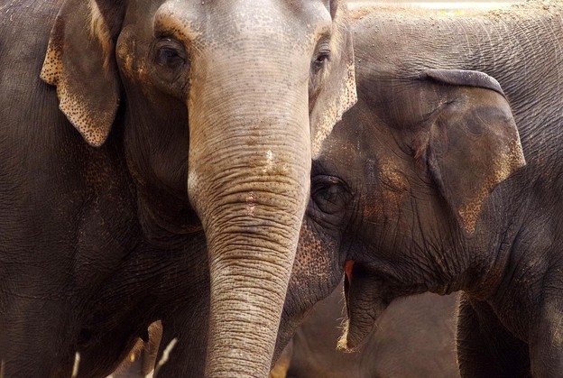 VIDEO: Slonovi se dozivaju imenima poput ljudi