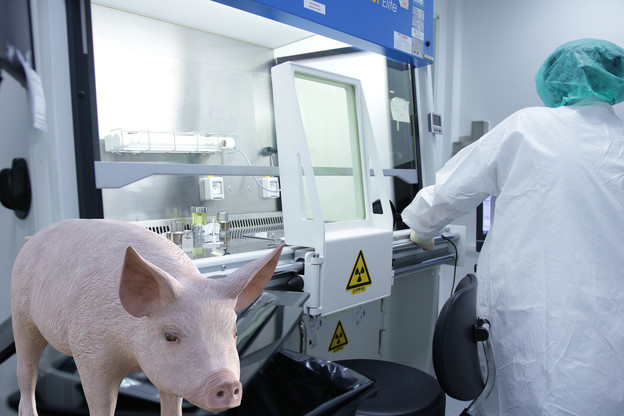 Odobrene svinje uzgojene genetskim inženjeringom