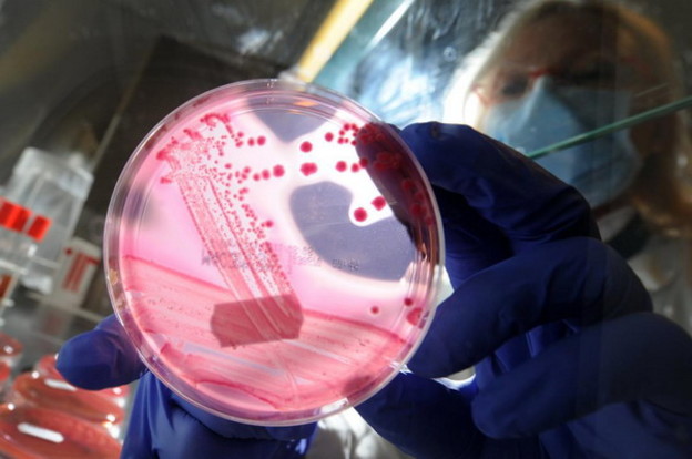 Splitski lijek protiv E. coli tek za 7 godina